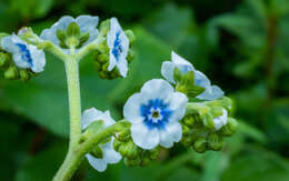 Image of Cynoglossum lambertianum (C. B. Clarke) Greuter & Stier