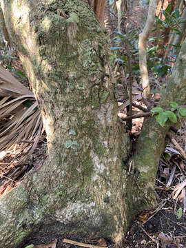 Image of krugiodendron