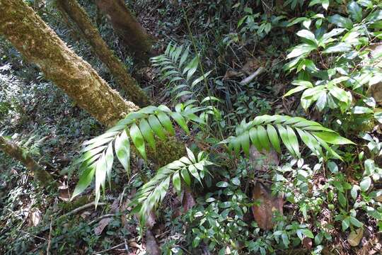 Image of Chamaedorea vulgata Standl. & Steyerm.