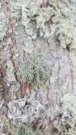 Image of Beard lichen