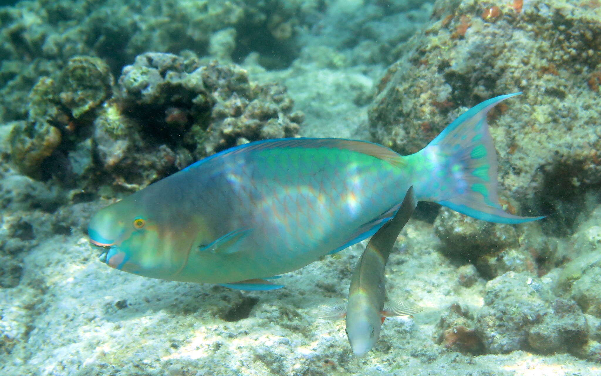 Image of Bicolor Parrotfish