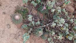 Image of Melocactus curvispinus subsp. dawsonii (Bravo) N. P. Taylor