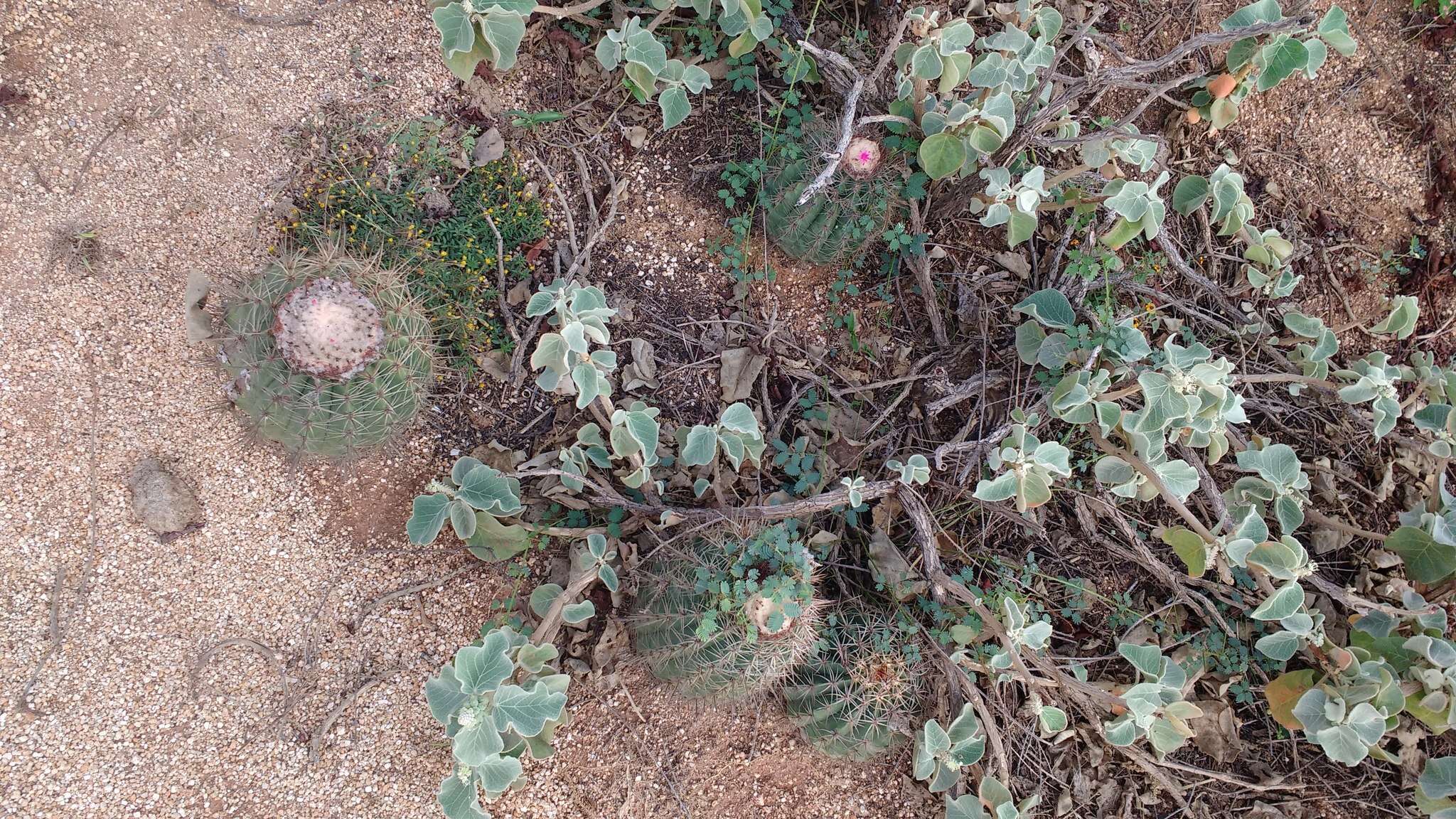 Image of Melocactus curvispinus subsp. dawsonii (Bravo) N. P. Taylor