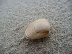 Image of surf clam