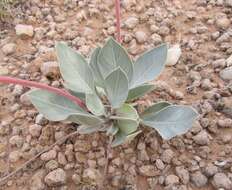 Oenothera macrocarpa subsp. incana (A. Gray) W. L. Wagner resmi