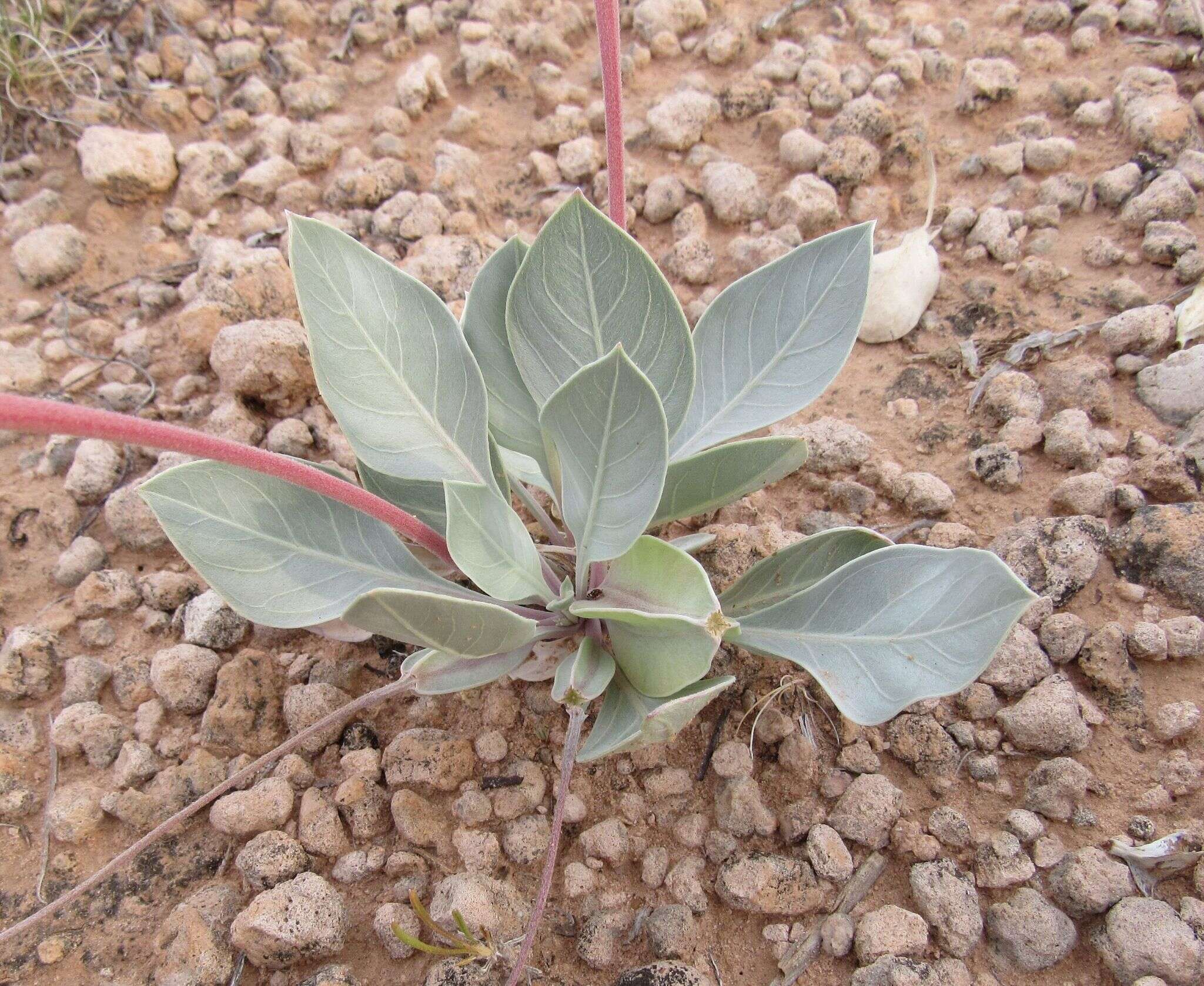 Imagem de Oenothera macrocarpa subsp. incana (A. Gray) W. L. Wagner