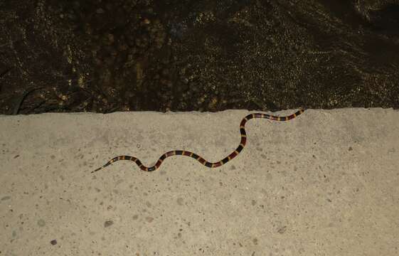 Image of Texas Coral Snake