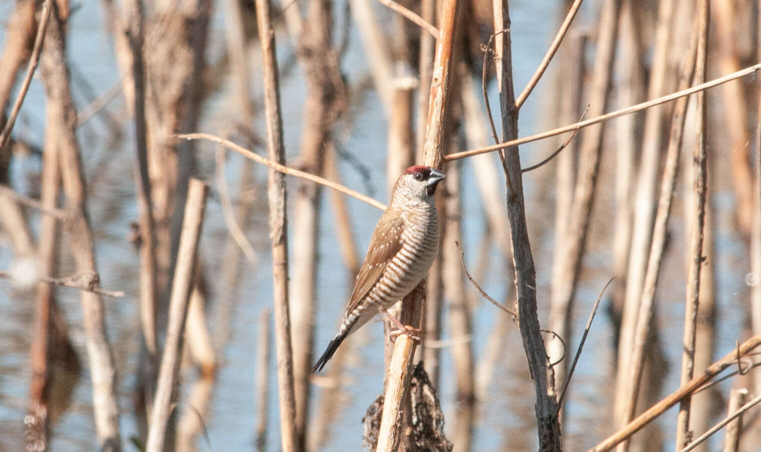 Image of Plum-headed Finch