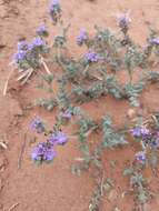 Image of Pope's phacelia