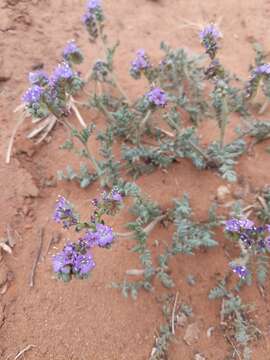 Image of Pope's phacelia