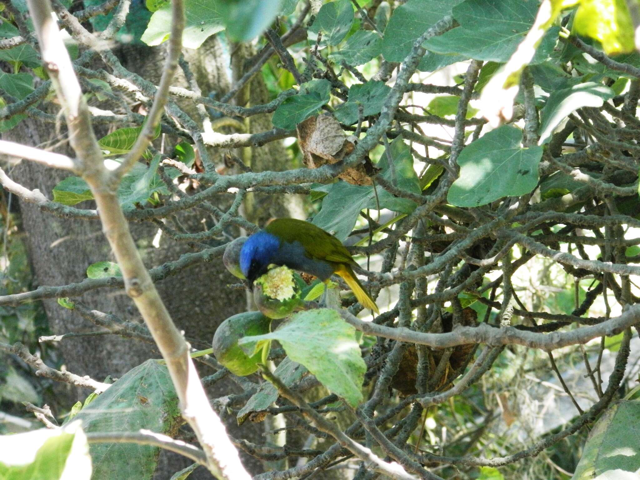 Image of Blue-capped Tanager