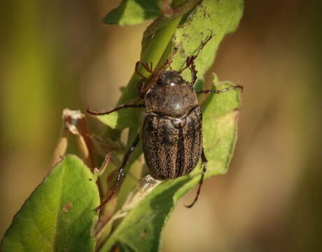 Image of Phyllophaga (Tostegoptera) lanceolata (Say 1824)