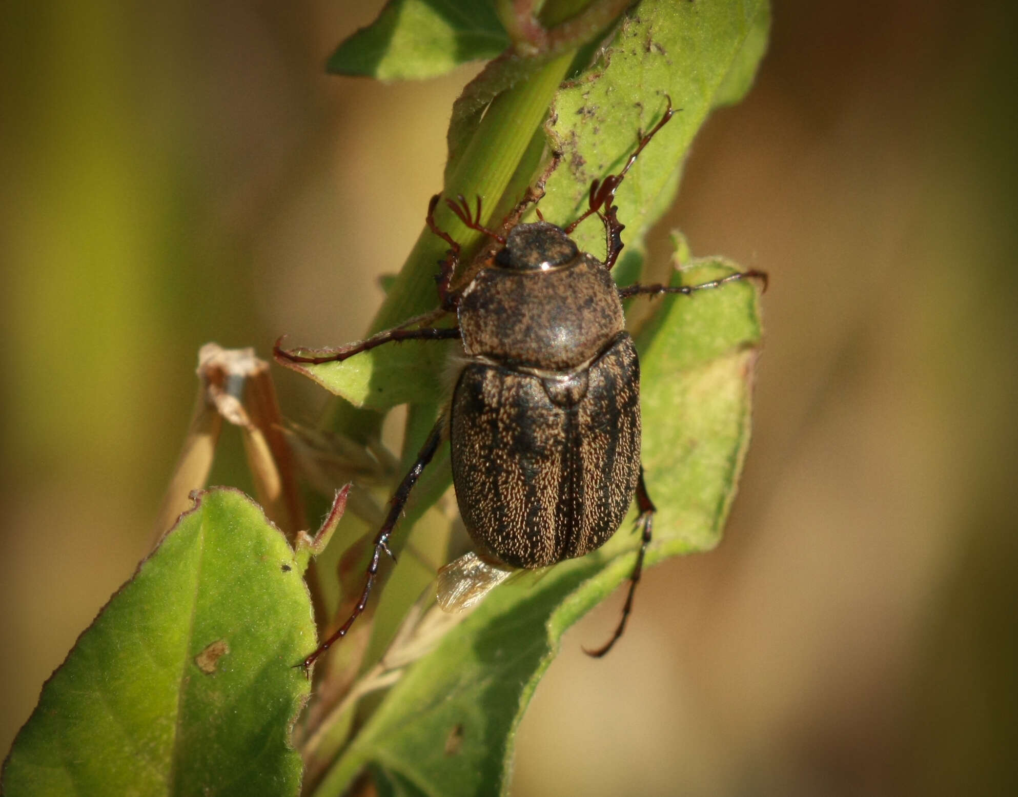 Sivun Phyllophaga (Tostegoptera) lanceolata (Say 1824) kuva