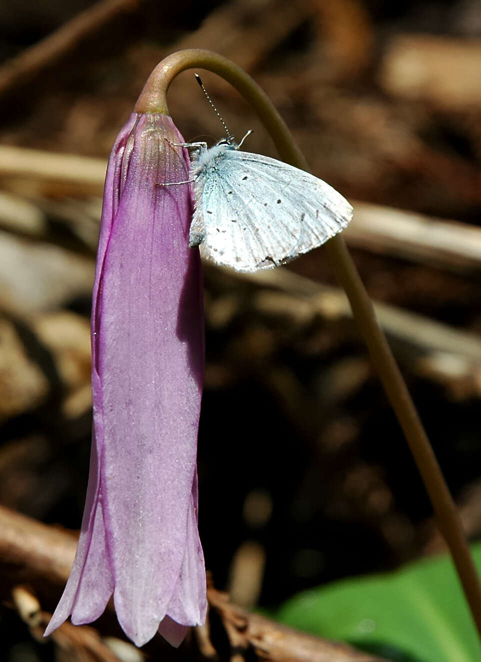 Image of Erythronium japonicum Decne.