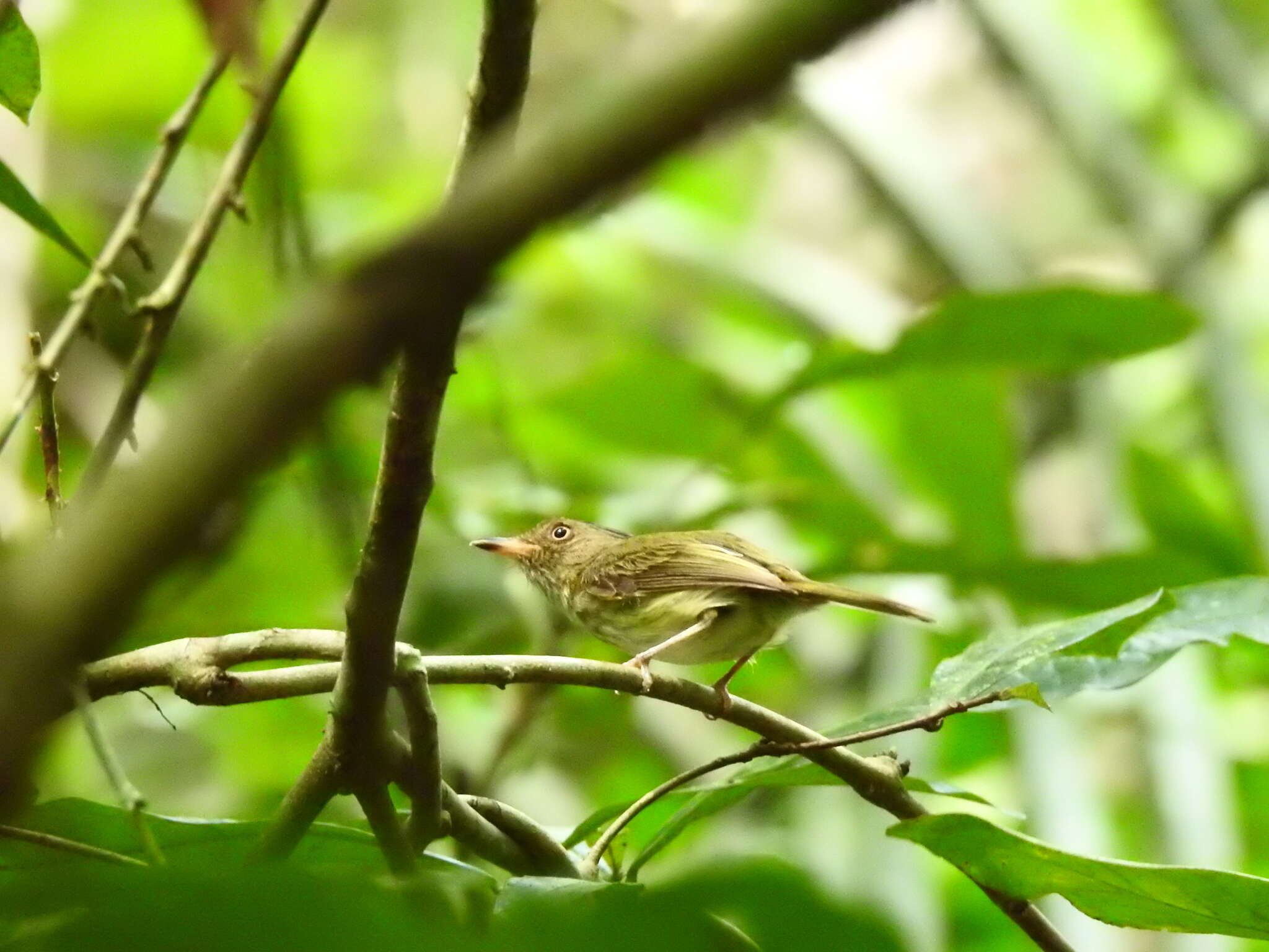 Image of Long-crested Pygmy Tyrant