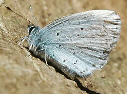 Image of holly blue