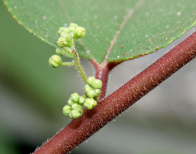 Image of Trema orientale