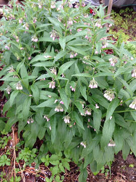 Image of boneset