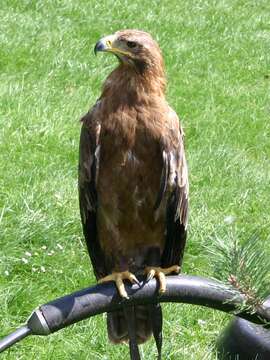 Image of Steppe Eagle