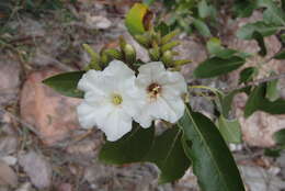 Image of Cordia sonorae N. E. Rose