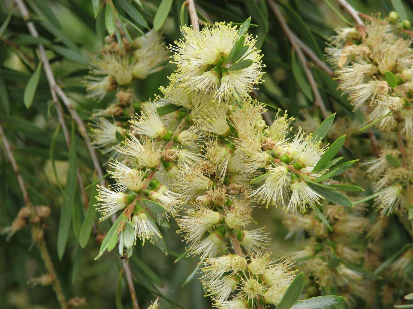 صورة Callistemon paludosus F. Müll.