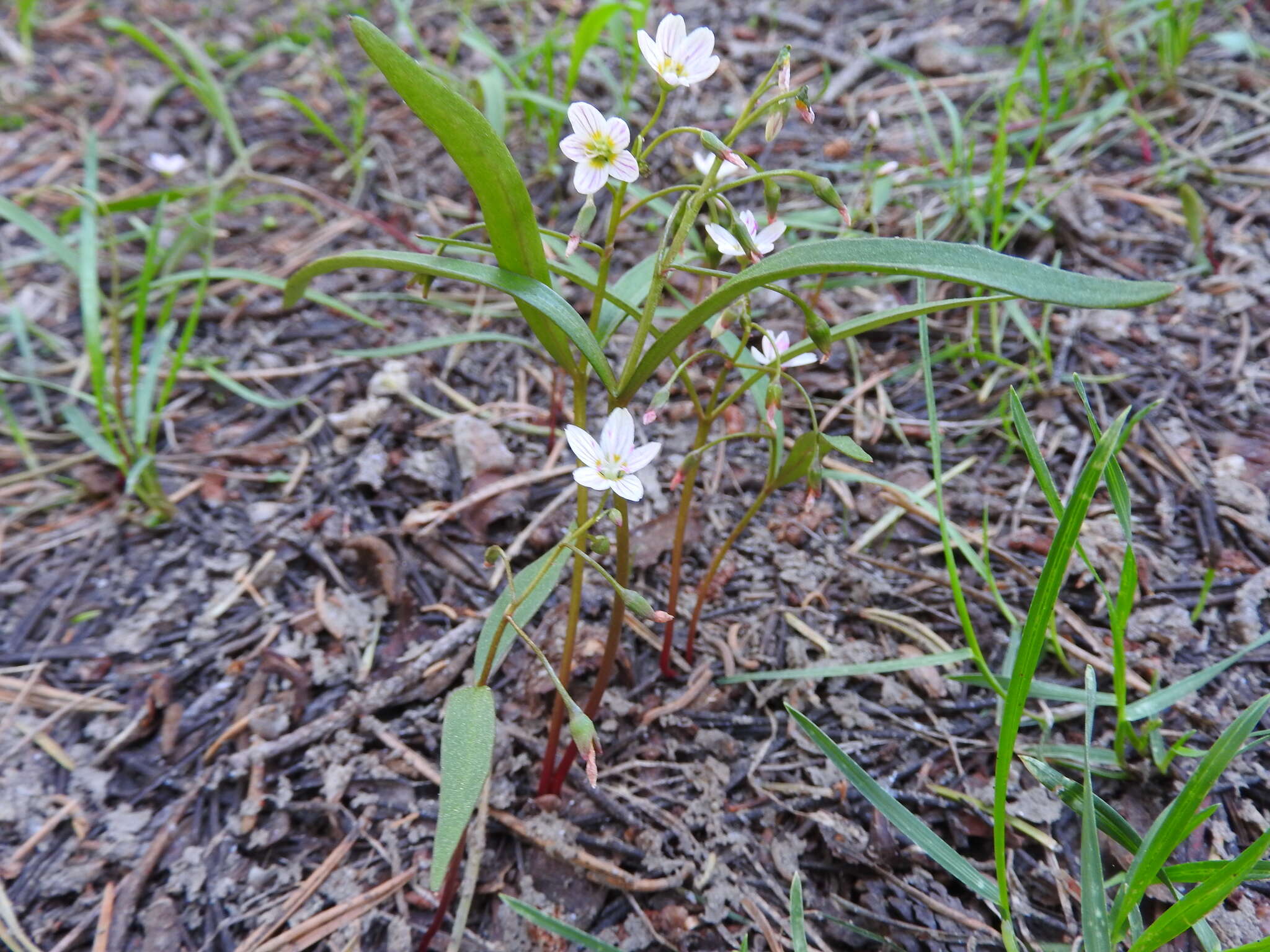 Image of lanceleaf springbeauty