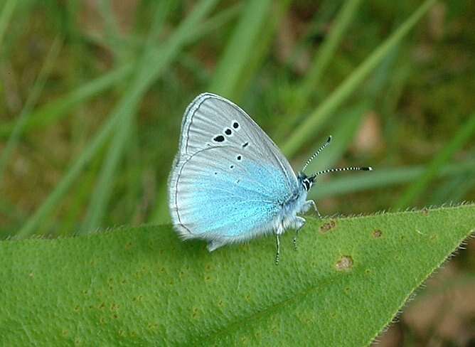 Image of Green-underside Blue