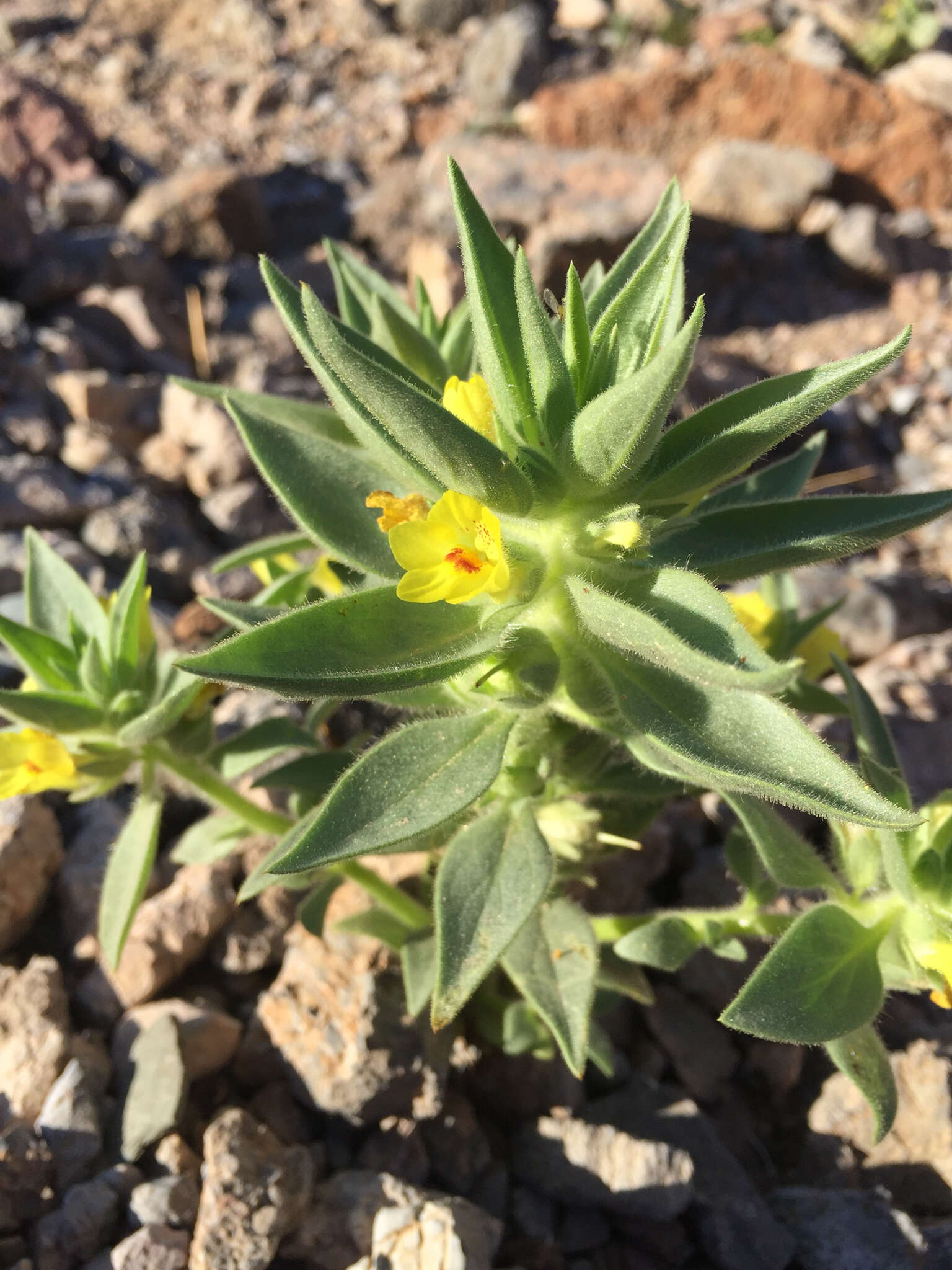 Image of golden desert-snapdragon