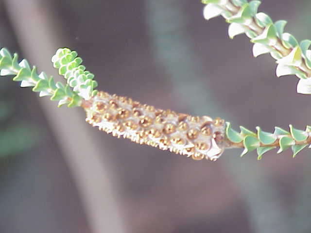 Image of Melaleuca orbifolia (F. Müll.) Craven & R. D. Edwards