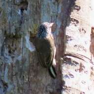 Image of Ocellated Piculet