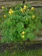 Image of yellow corydalis