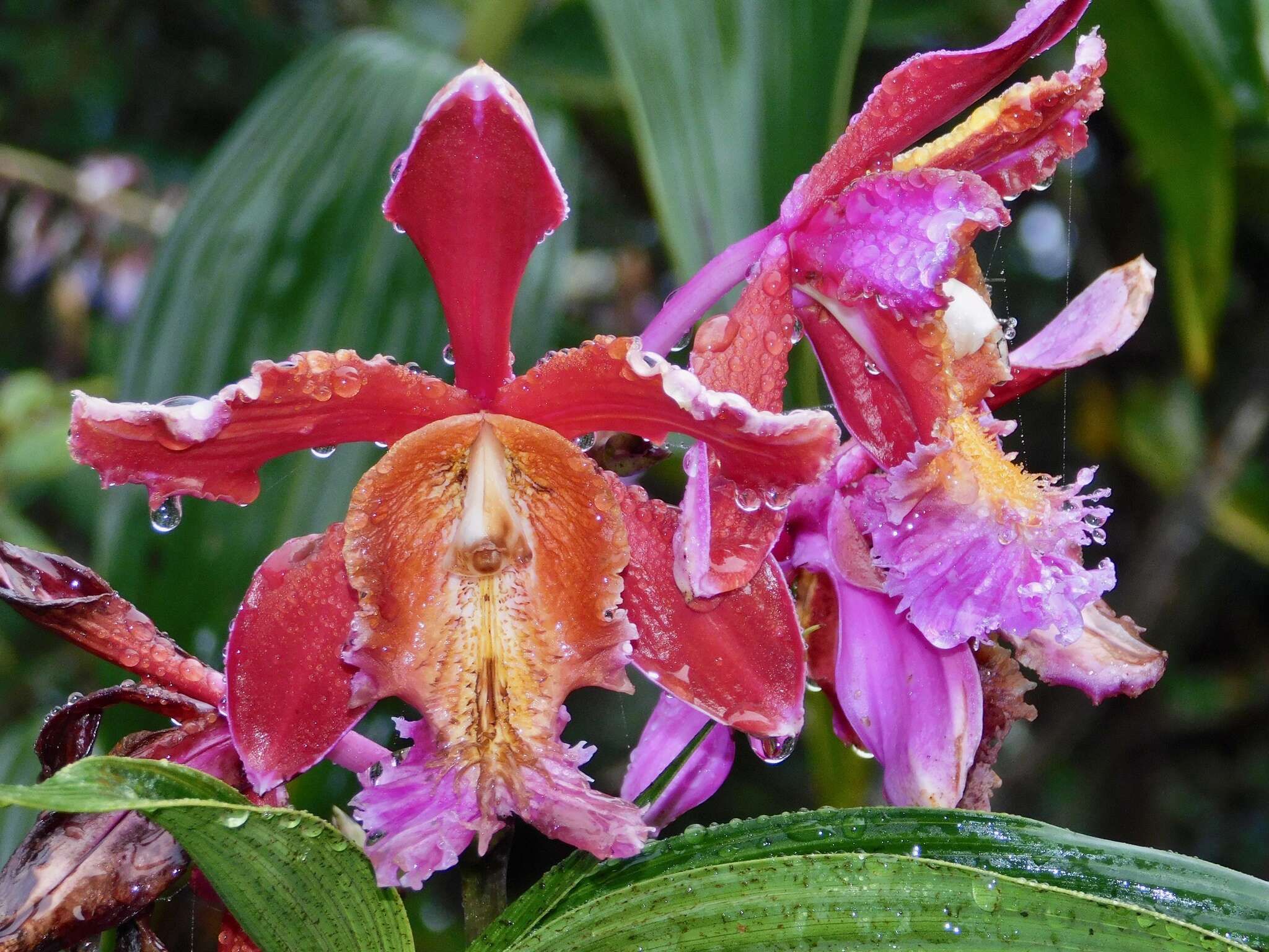 Image of Sobralia dichotoma Ruiz & Pav.