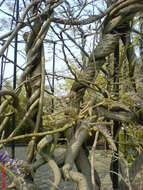 Image of Chinese wisteria