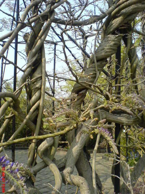 Image of Chinese wisteria