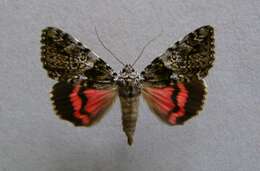 Image of Light crimson underwing moth