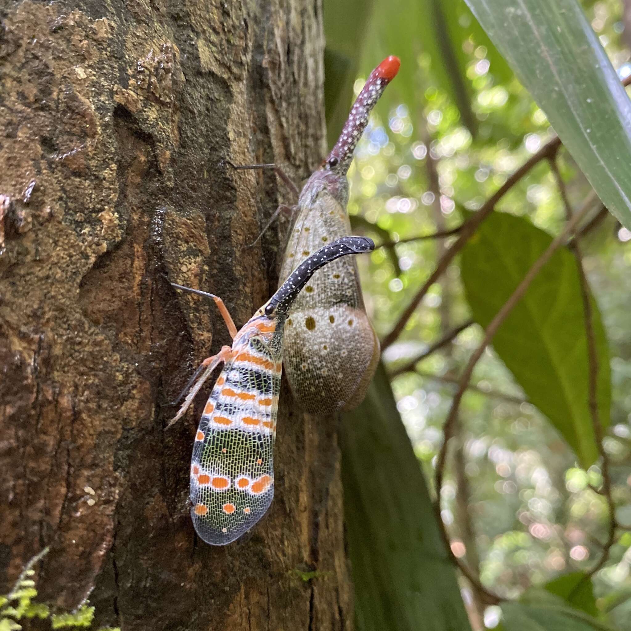 Pyrops pyrorhynchus (Donovan 1800) resmi