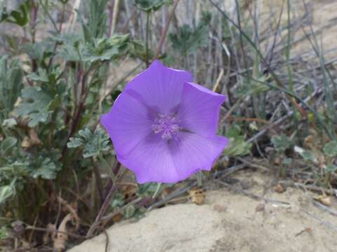 Image of Parry's mallow