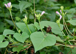 Plancia ëd Ipomoea triloba L.