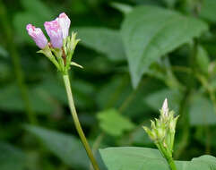 Plancia ëd Ipomoea triloba L.