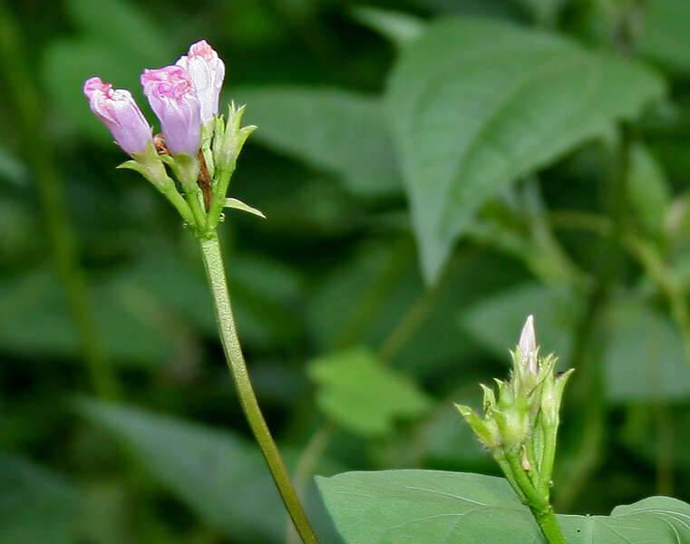 Plancia ëd Ipomoea triloba L.