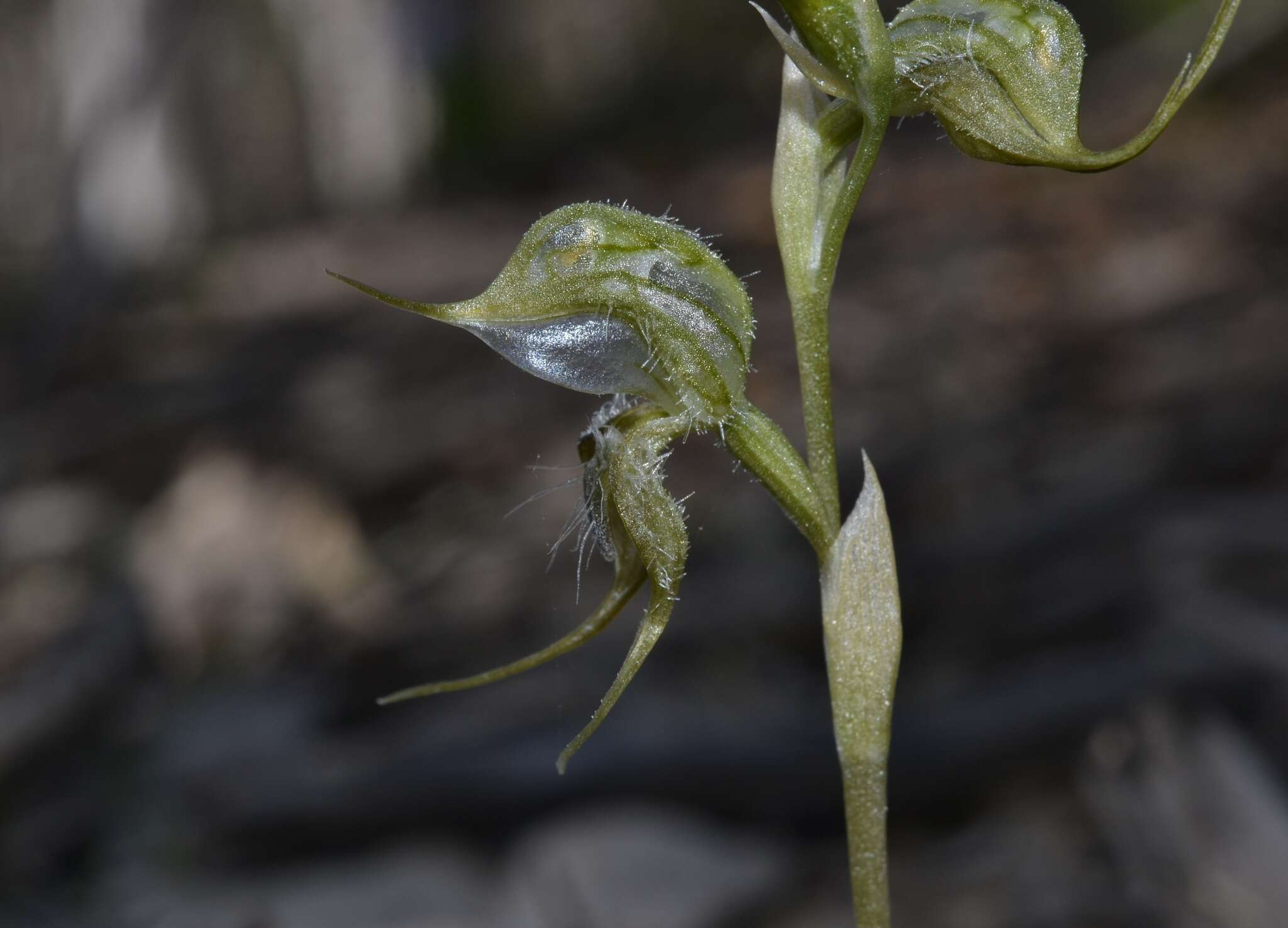 Image of Pterostylis ciliata M. A. Clem. & D. L. Jones