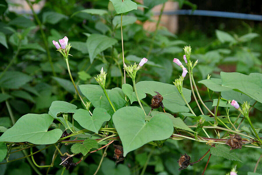 Plancia ëd Ipomoea triloba L.