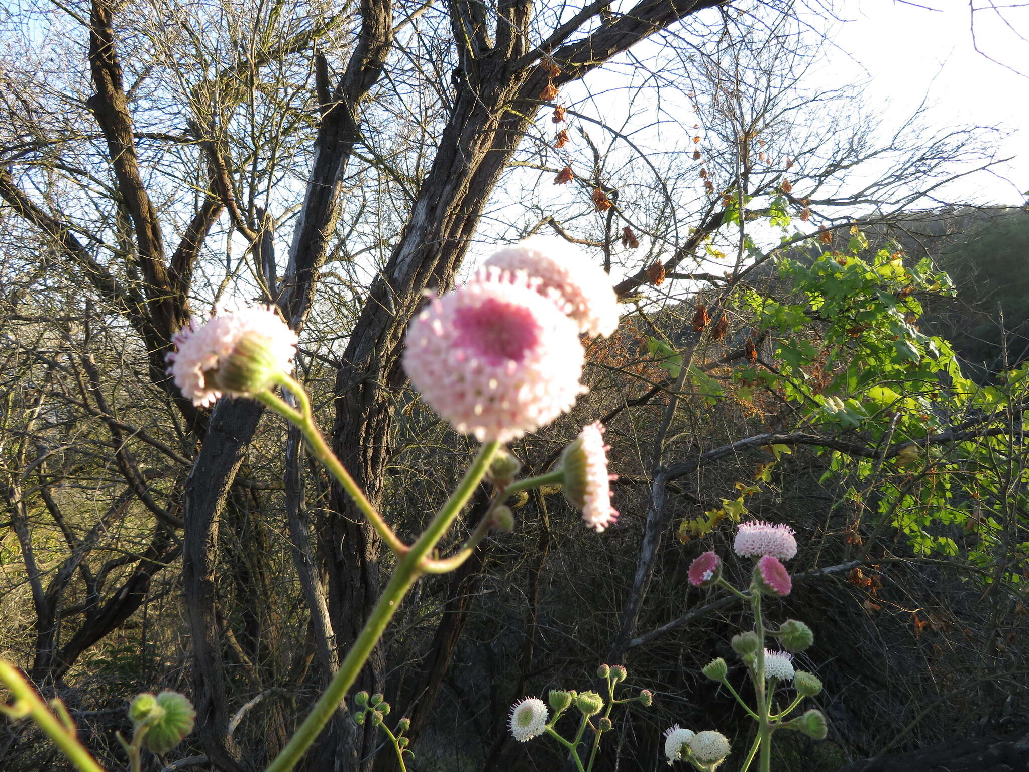 Sivun Chaenactis artemisiifolia (Harvey & A. Gray) A. Gray kuva