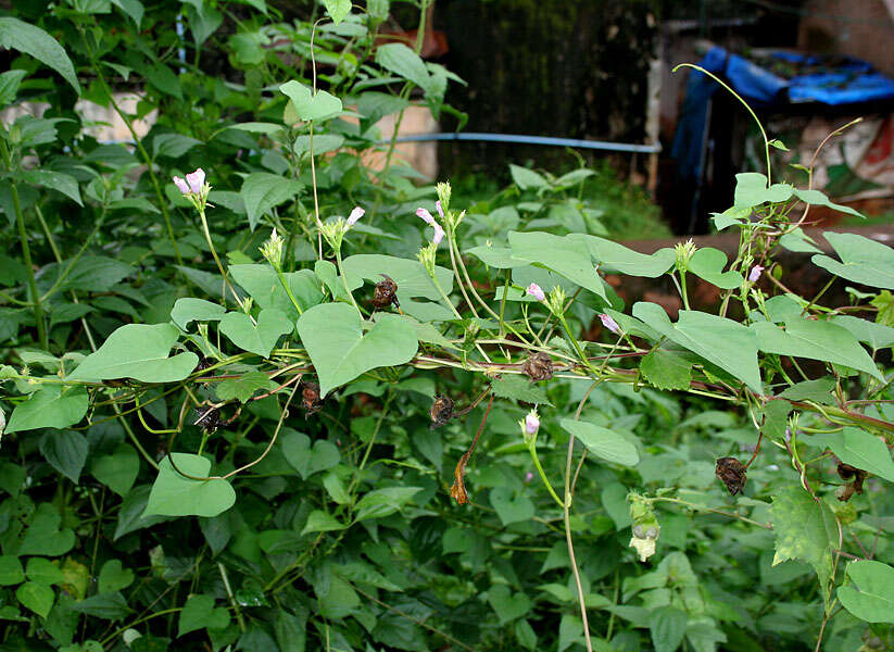 Plancia ëd Ipomoea triloba L.