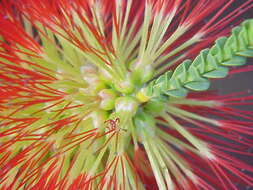 Image of Melaleuca orbifolia (F. Müll.) Craven & R. D. Edwards