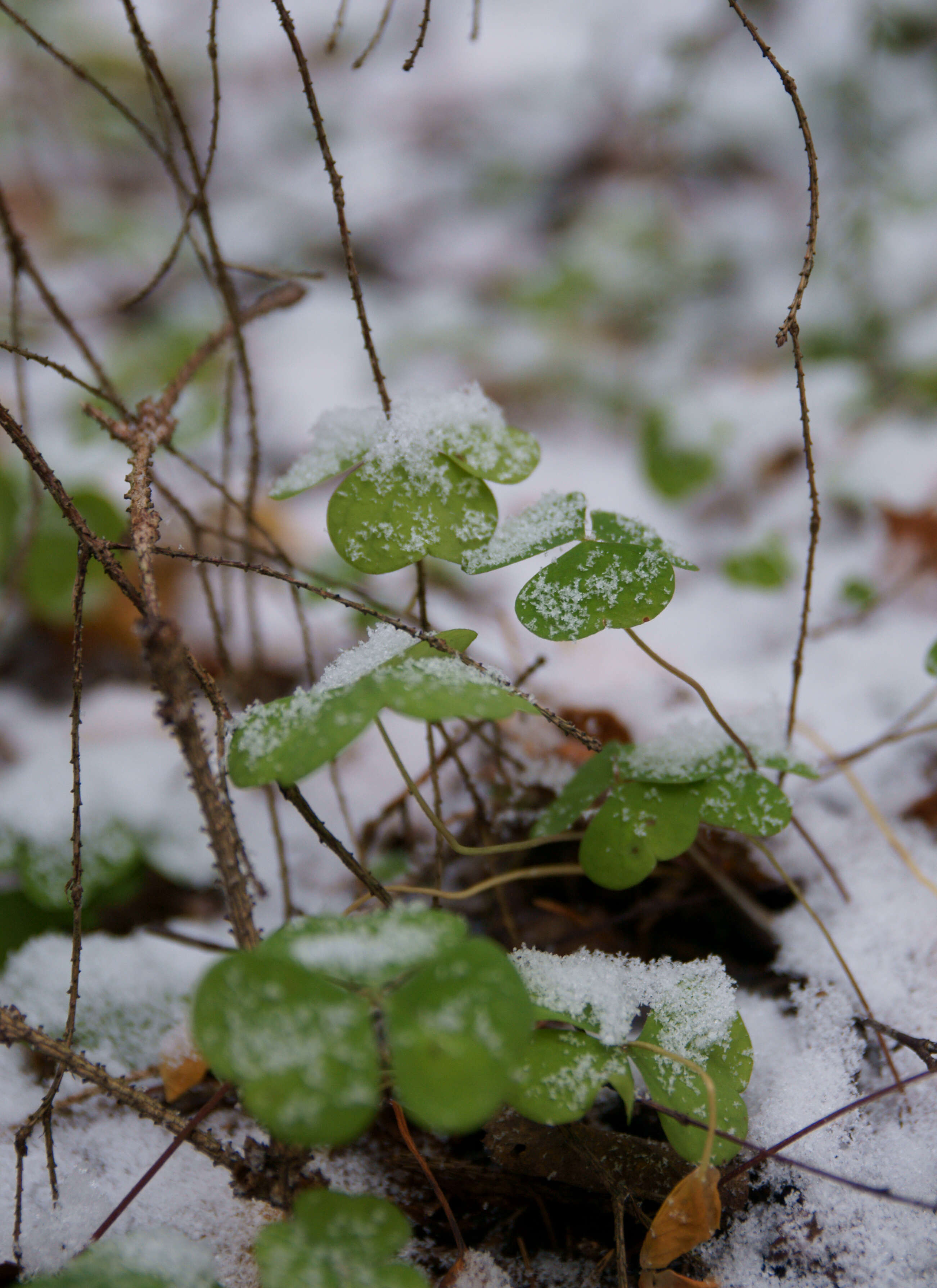 Imagem de Oxalis acetosella L.