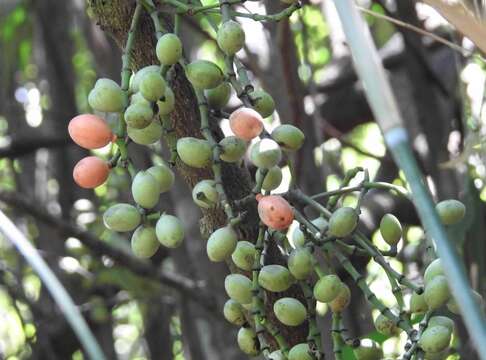 Image of Gnetum luofuense C. Y. Cheng