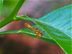 Deuterocopus planeta Meyrick 1908 resmi