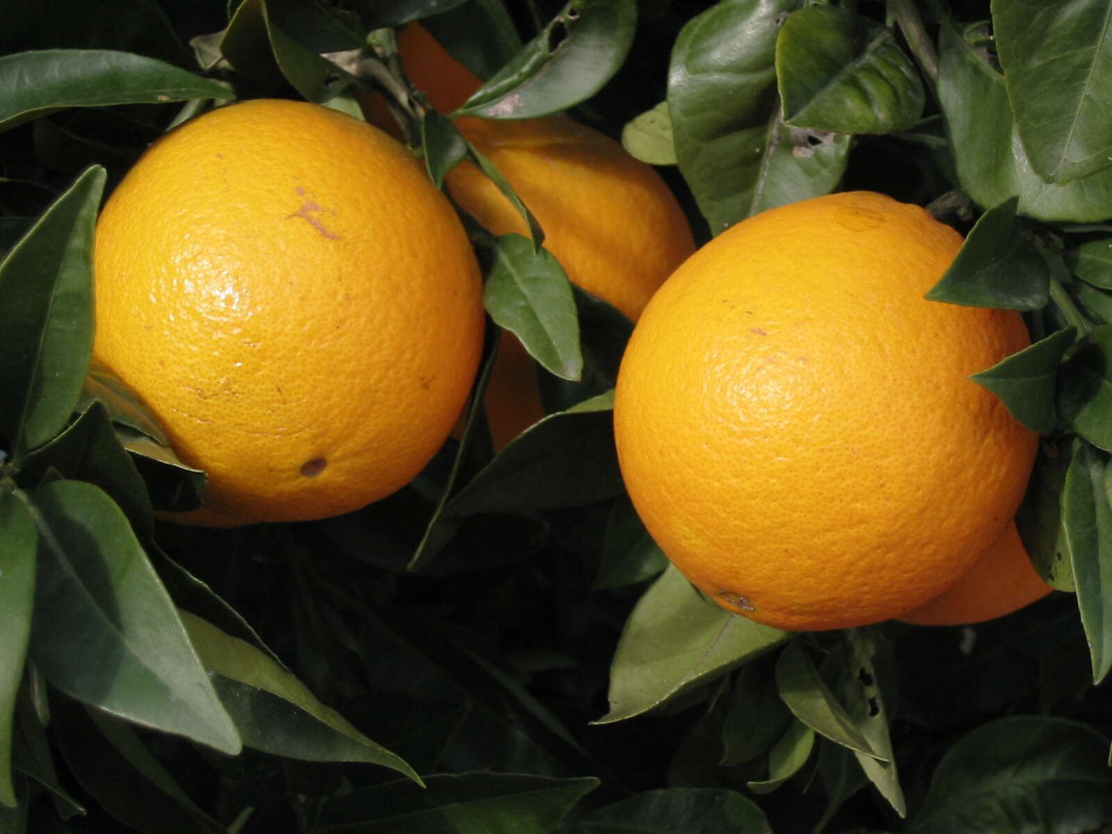 Image of Citrus × sinensis