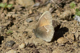 Coenonympha california Westwood (1851) resmi